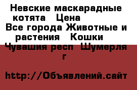 Невские маскарадные котята › Цена ­ 15 000 - Все города Животные и растения » Кошки   . Чувашия респ.,Шумерля г.